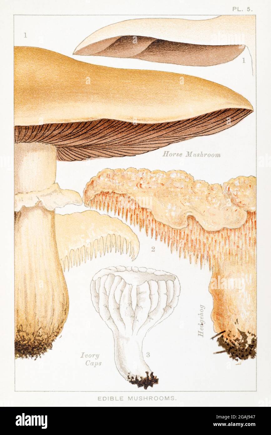 Illustrazione di Salliota arvensis, Hydnum repandum & Hygrophorus virgineus in 'funghi commestibili e velenosi' di Mordeai Cooke 1894 Foto Stock