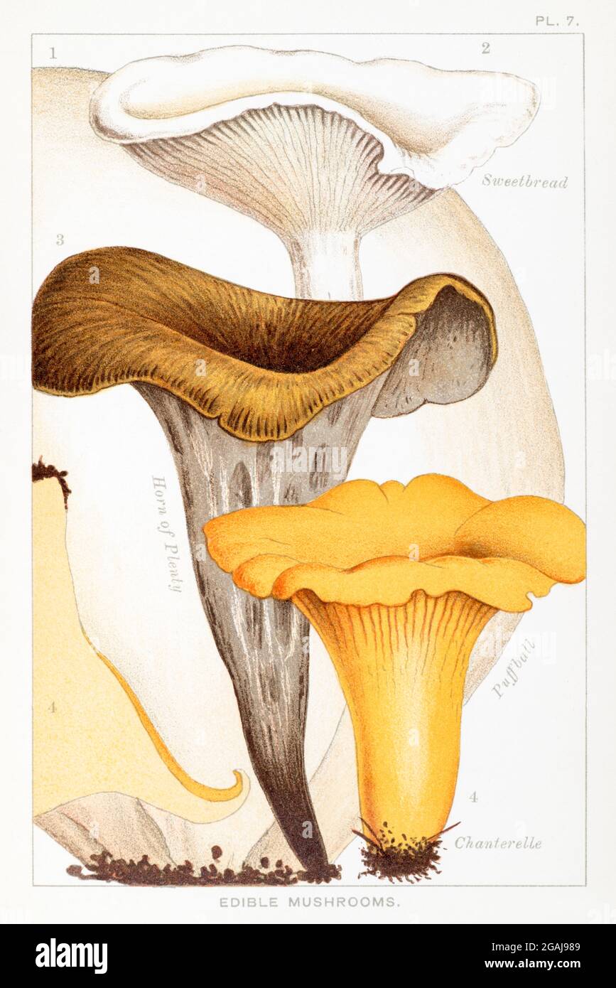 Lycoperdon bovista, Clitopilus orcella, Craterellus cornucopioides & Cantharellus cibarius in "funghi commestibili e velenosi" di Mordecai Cooke 1894 Foto Stock