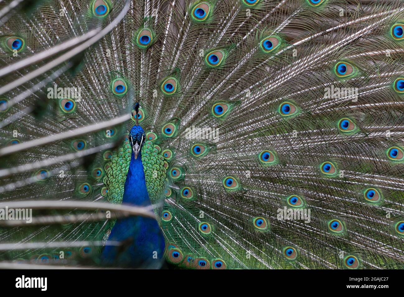 Maschio indiano Peafowl mostra e mostra le sue perfette piume coda Foto Stock