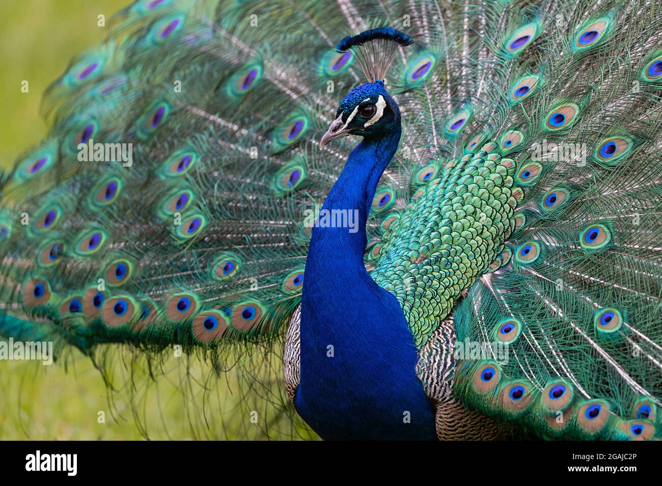 Maschio indiano Peafowl mostra e mostra le sue perfette piume coda Foto Stock