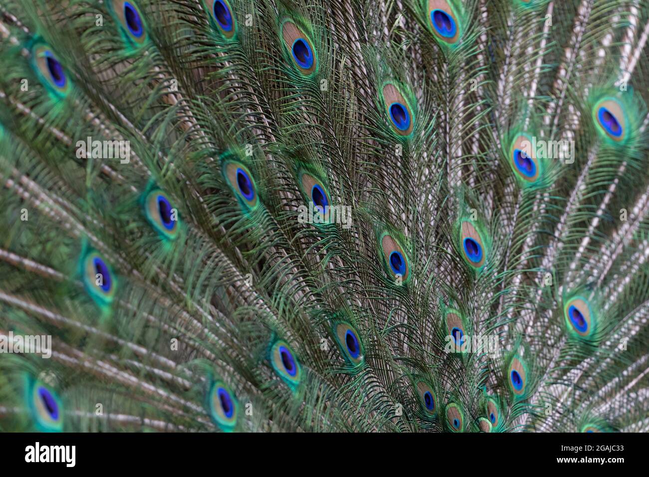 Piume di coda di un paafowl indiano Foto Stock