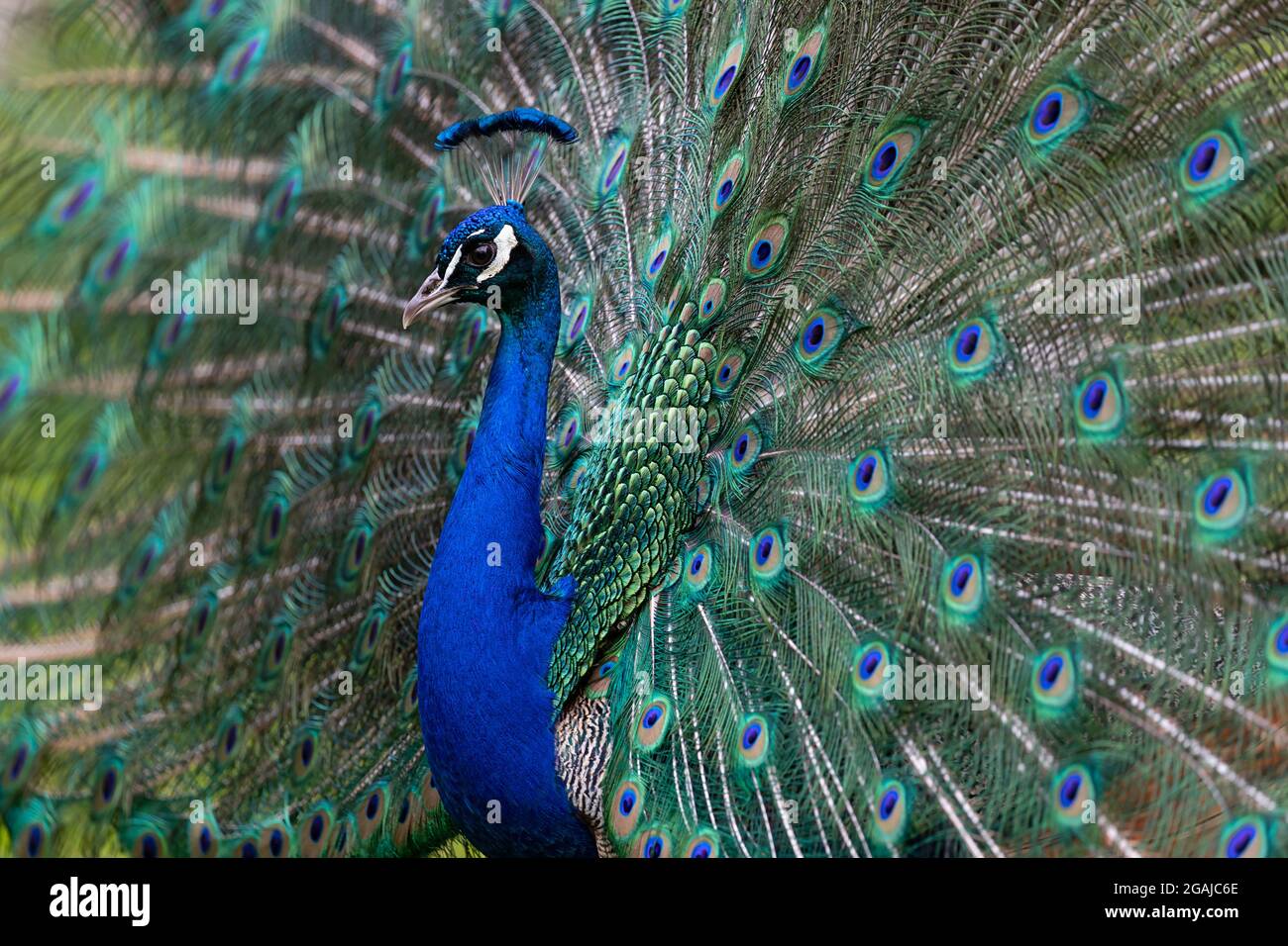 Maschio indiano Peafowl mostra e mostra le sue perfette piume coda Foto Stock