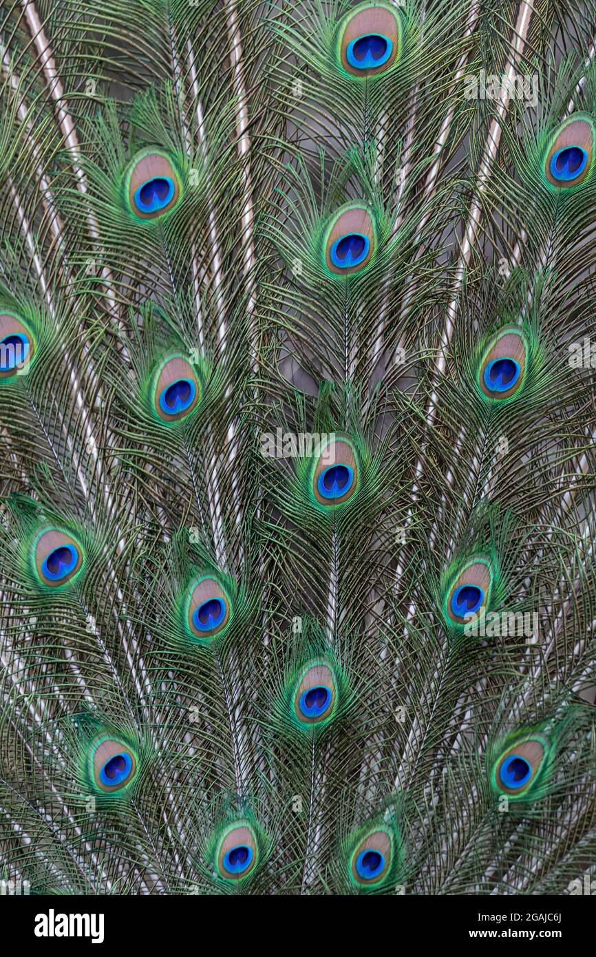 Piume di coda di un paafowl indiano Foto Stock