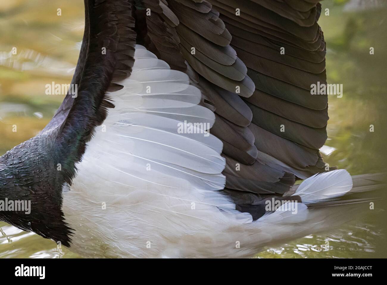 Fisching Black Stork Foto Stock