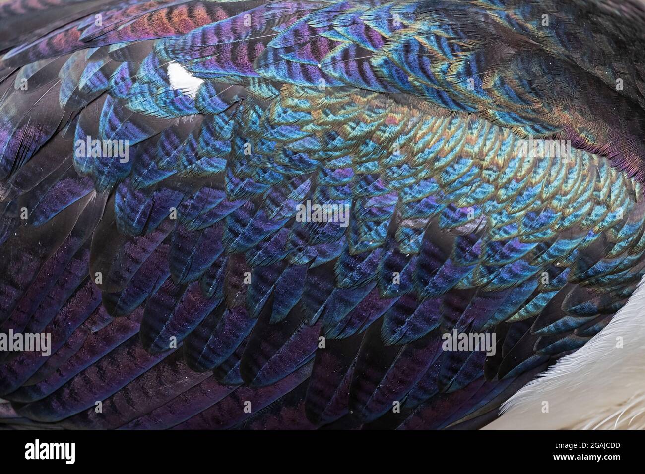 Dettagli in piuma di un Ibis dal collo di paglia Foto Stock