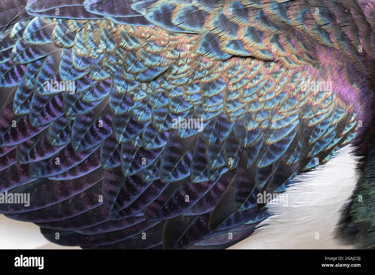 Dettagli in piuma di un Ibis dal collo di paglia Foto Stock