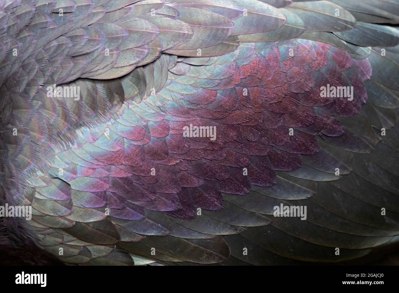 Dettagli di un Ibis Northern Bald dalle sue spalle Foto Stock