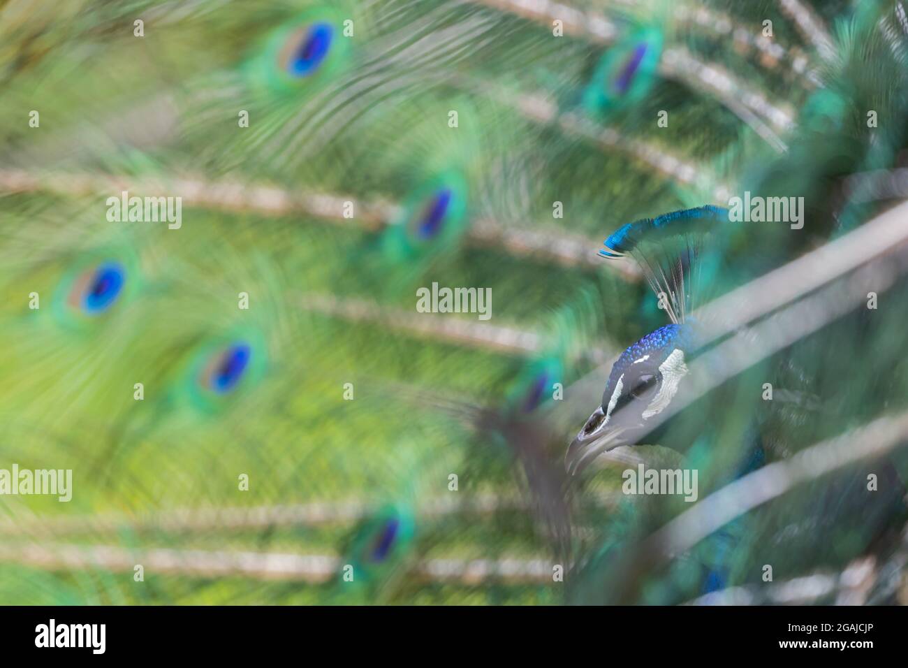 Maschio indiano Peafowl mostra e mostra le sue perfette piume coda Foto Stock