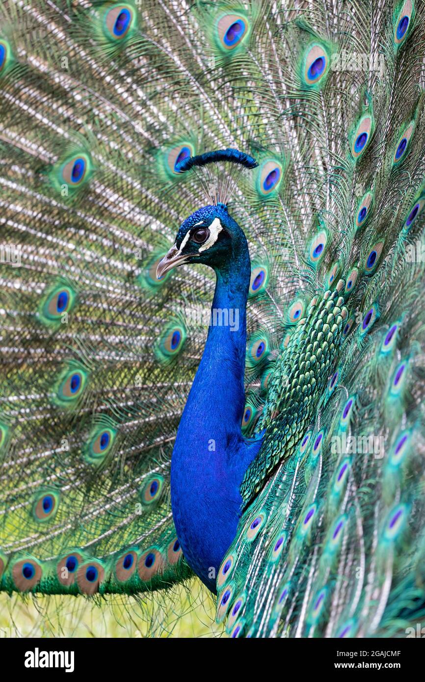 Maschio indiano Peafowl mostra e mostra le sue perfette piume coda Foto Stock