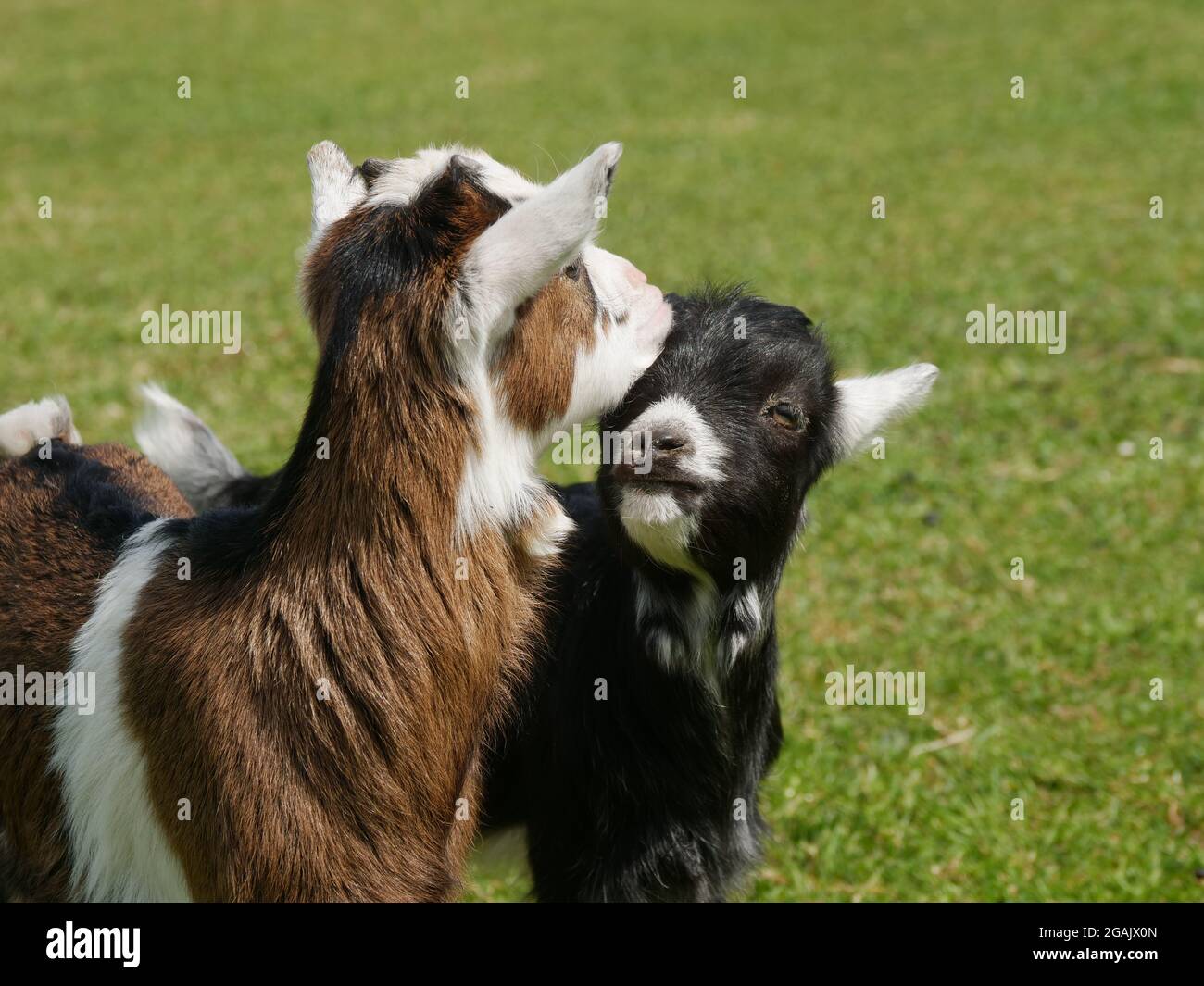due capre in prato Foto Stock