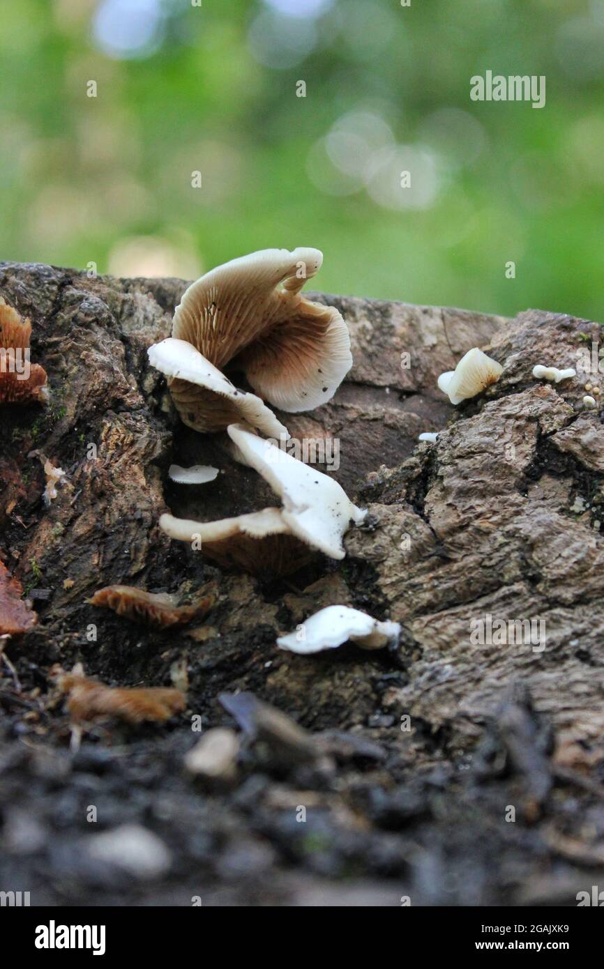 Funghi selvatici che crescono su un ceppo di alberi nella foresta in una bella giornata estiva soleggiata. Foto Stock