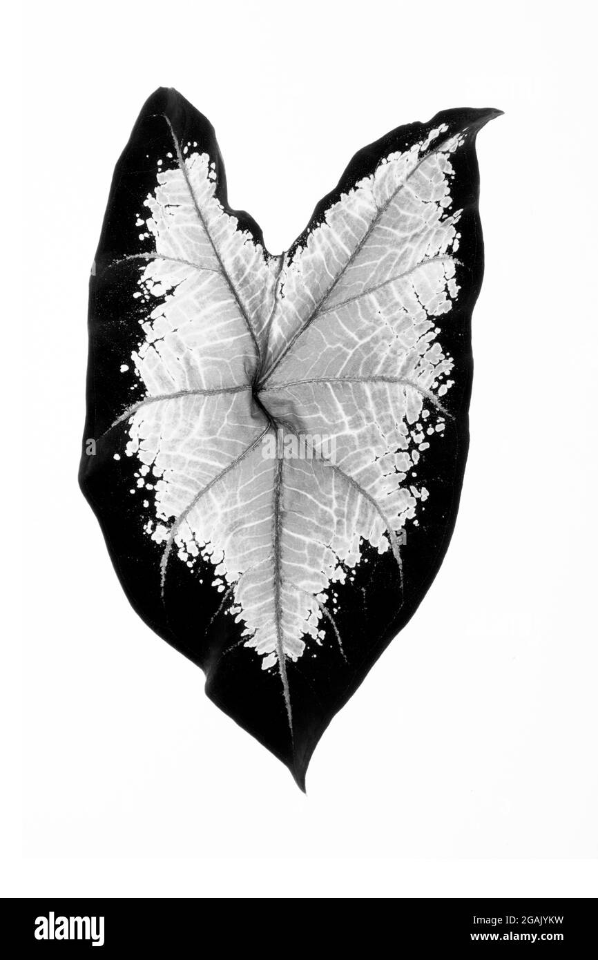 Foglie tropicali fogliame pianta cespuglio floreale disposizione natura sfondo isolato su sfondo bianco, clipping percorso incluso. Foto Stock