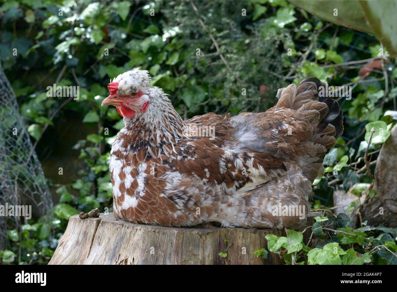 Gallina appollaiata su un moncone Foto Stock