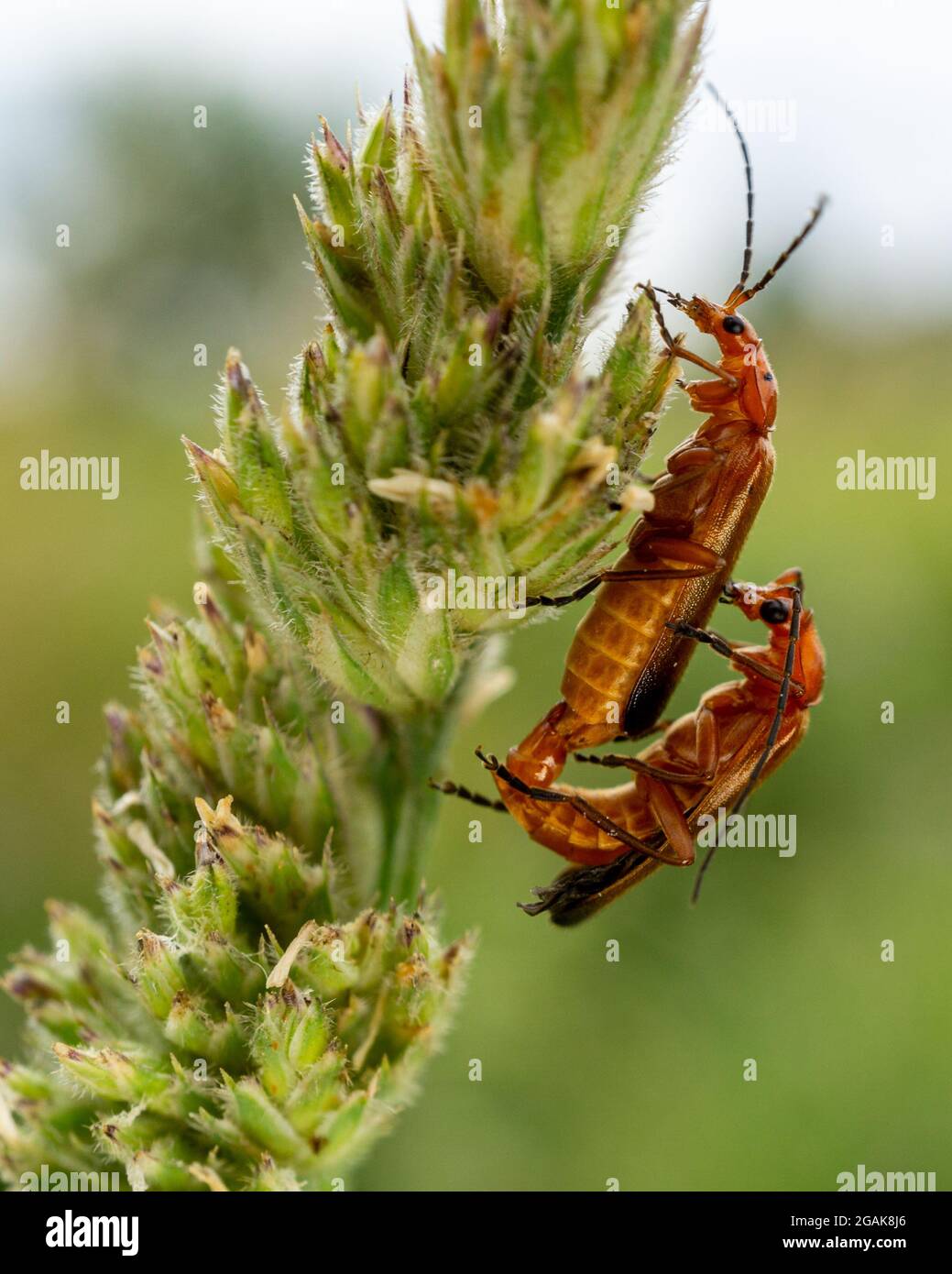 Closeup di Beetle rosso dal corpo morbido (Rhagonycha fulva) su una pianta Foto Stock