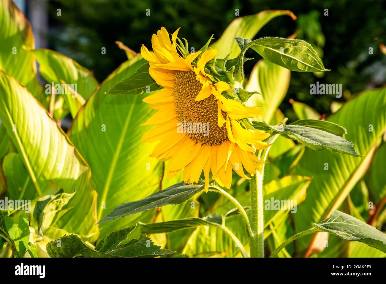 Foto di girasole su sfondo verde, immagine ravvicinata del fiore giallo Foto Stock