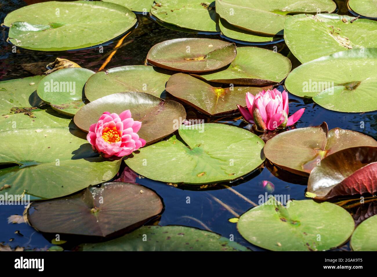 Botanischer Garten von Malaga, Jardín Botánico-Histórico la Concepción, Lotusteich, Costa del Sol, Provinz Malaga, Andalusia, Spagnolo, Europa, Foto Stock