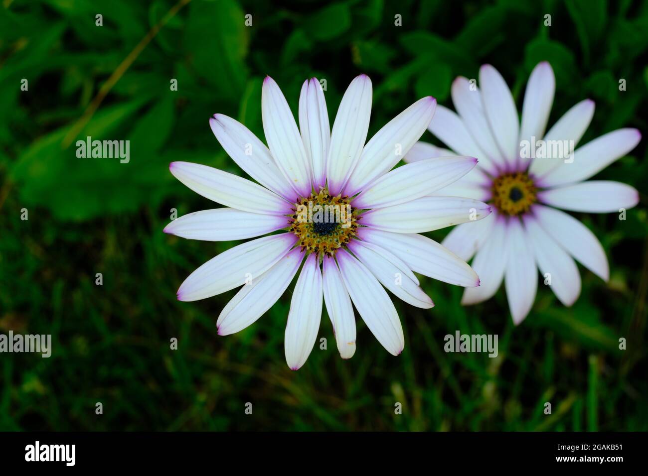 Primo piano di Osteospermum jucundum aka African Daisy. Foto Stock