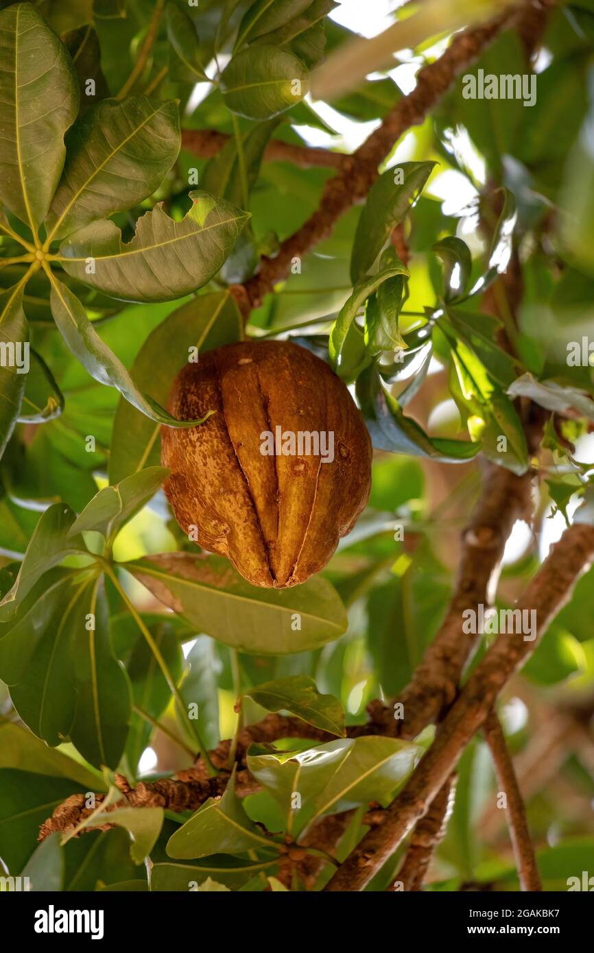 Albero di approvvigionamento brasiliano della specie Pachira aquatica Foto Stock