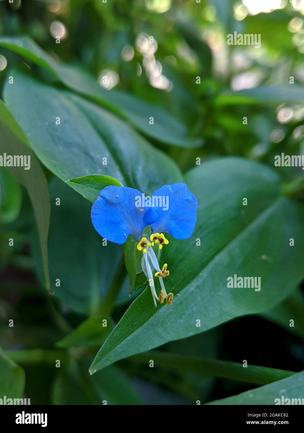 Comelina communis fiore tra foglie verdi e verdeggianti Foto Stock