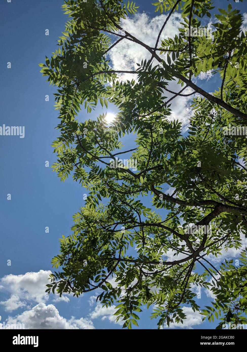 I raggi del sole fanno il loro senso attraverso le nuvole e le foglie verdi lussureggianti Foto Stock