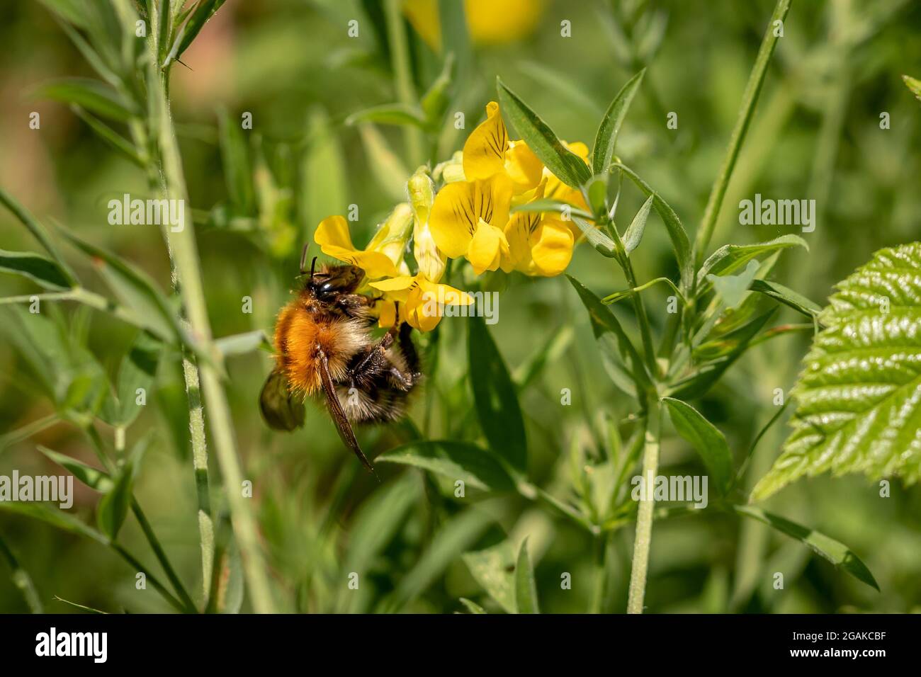 Comune carder Bee su un fiore Meadow Vetchling, Firestone Copse, Isola di Wight, Inghilterra Foto Stock