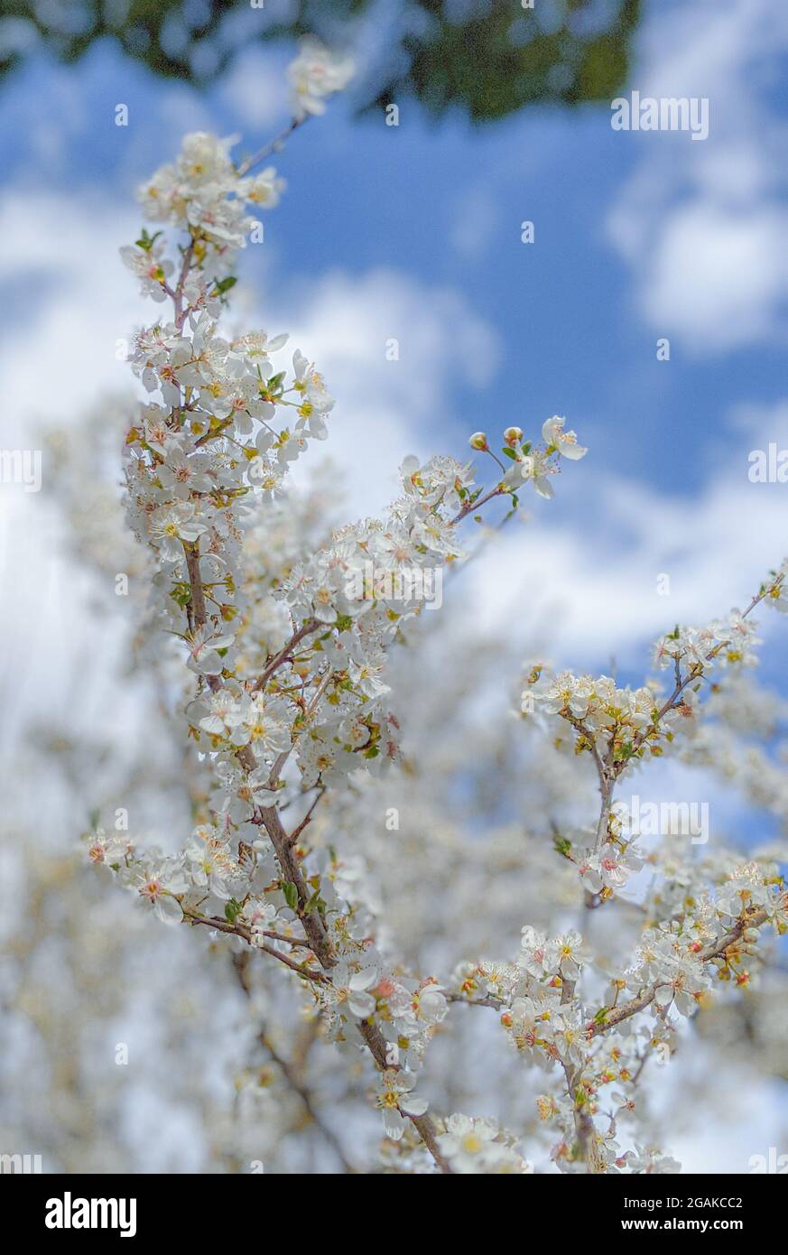 Rami pieni di piccoli fiori bianchi sotto la luce del sole. Sfondo luminoso in fiore Foto Stock