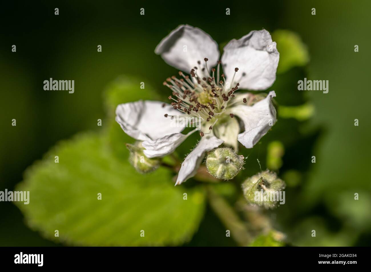 Fiore del cane Rosa Canina', Firestone Copse, Isola di Wight, Inghilterra Foto Stock