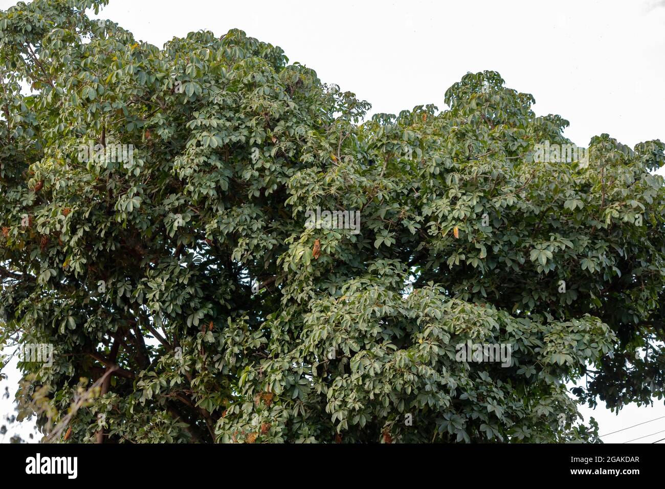Albero di approvvigionamento brasiliano della specie Pachira aquatica Foto Stock