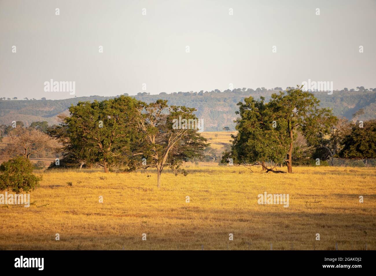 Tipici campi di pascolo allevando bovini brasiliani Foto Stock
