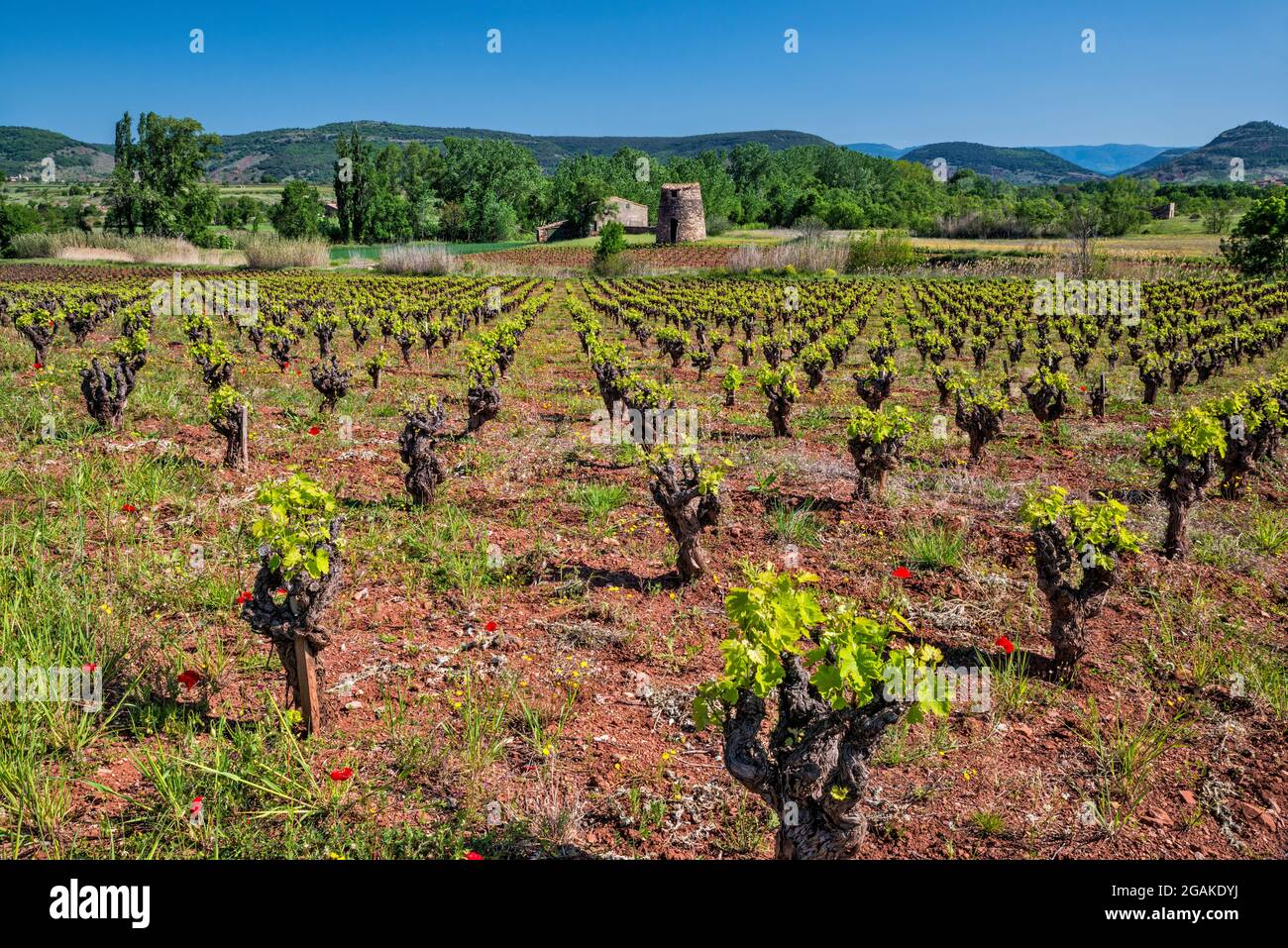 Vigneto, edificio di stoccaggio, forse un vecchio mulino a vento, vicino villaggio di Salasc, comune nel dipartimento di Herault, regione Occitanie, Francia Foto Stock