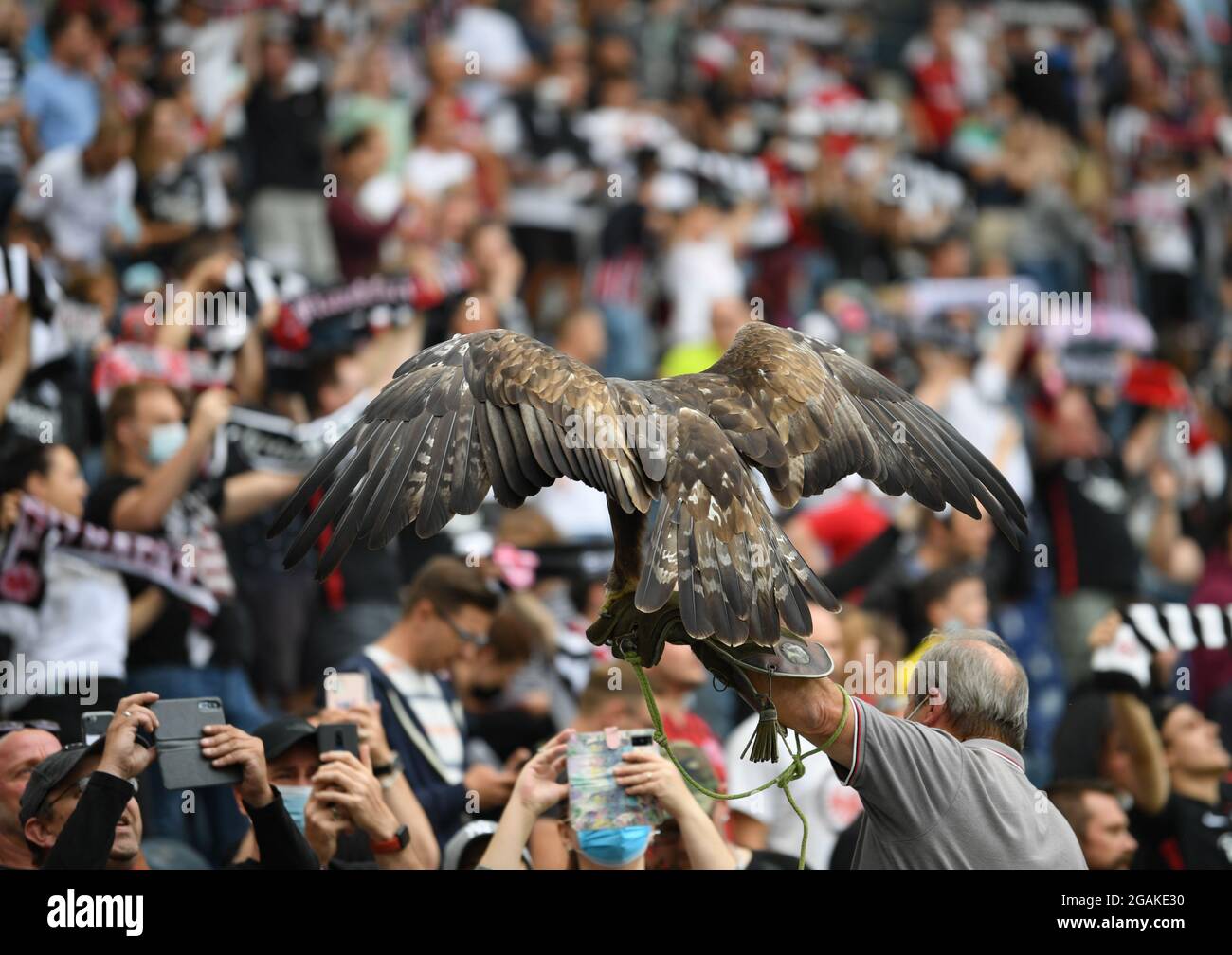 31 luglio 2021, Hessen, Francoforte sul meno: Calcio: Partite di prova, Eintracht Francoforte - COME Saint Etienne al Deutsche Bank Park. La mascotte di Francoforte, aquila d'oro 'Attilaa', è con falconer Norbert Lawitschka con i fan prima del gioco. Foto: Arne Dedert/dpa Foto Stock