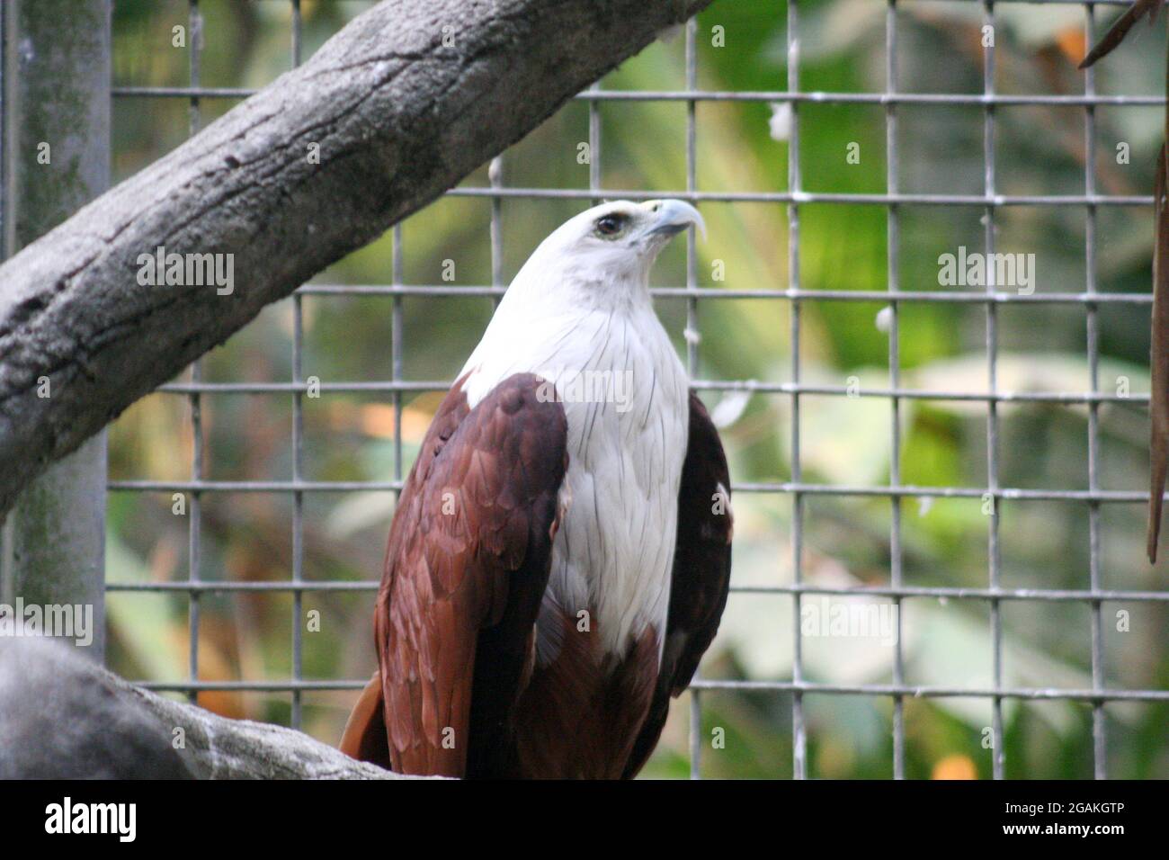 Il kite brahminy (Haliastur indus), precedentemente conosciuto come l'aquila di mare-backed rossa in Australia, è un uccello di taglia media di preda nella famiglia Accipitrida Foto Stock