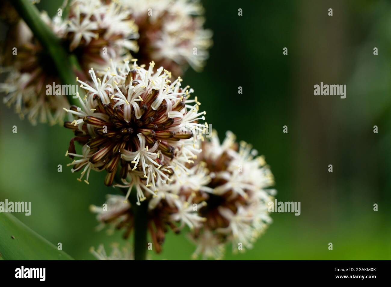 Fiori di Dracaena Fragrans o dracaena cornstalk comunemente noto come pianta di mais, fuoco selettivo Foto Stock