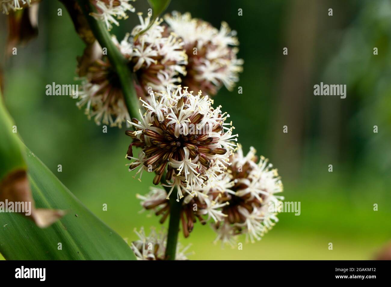 Fiori di Dracaena Fragrans o dracaena cornstalk comunemente noto come pianta di mais, fuoco selettivo Foto Stock