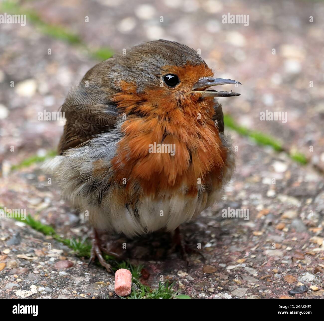 Robin europeo o inglese in piedi sul terreno (Erithacus ruvecula) Foto Stock