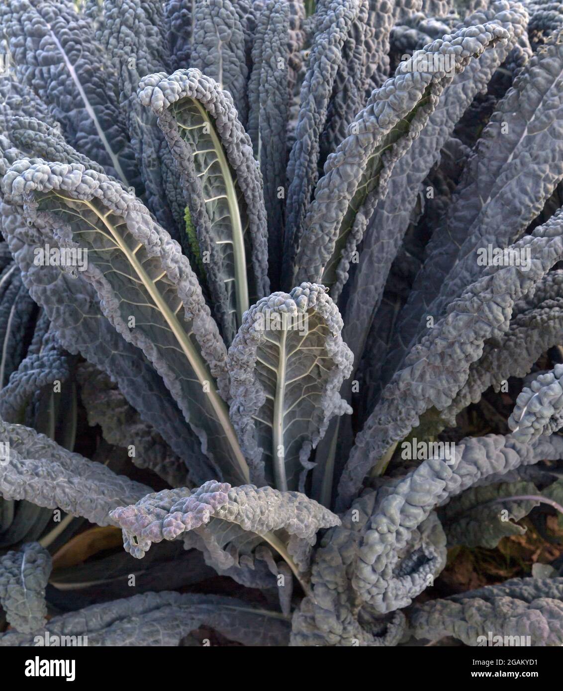 Biologico Kale 'Lacinato' tempo di raccolta, California. Foto Stock