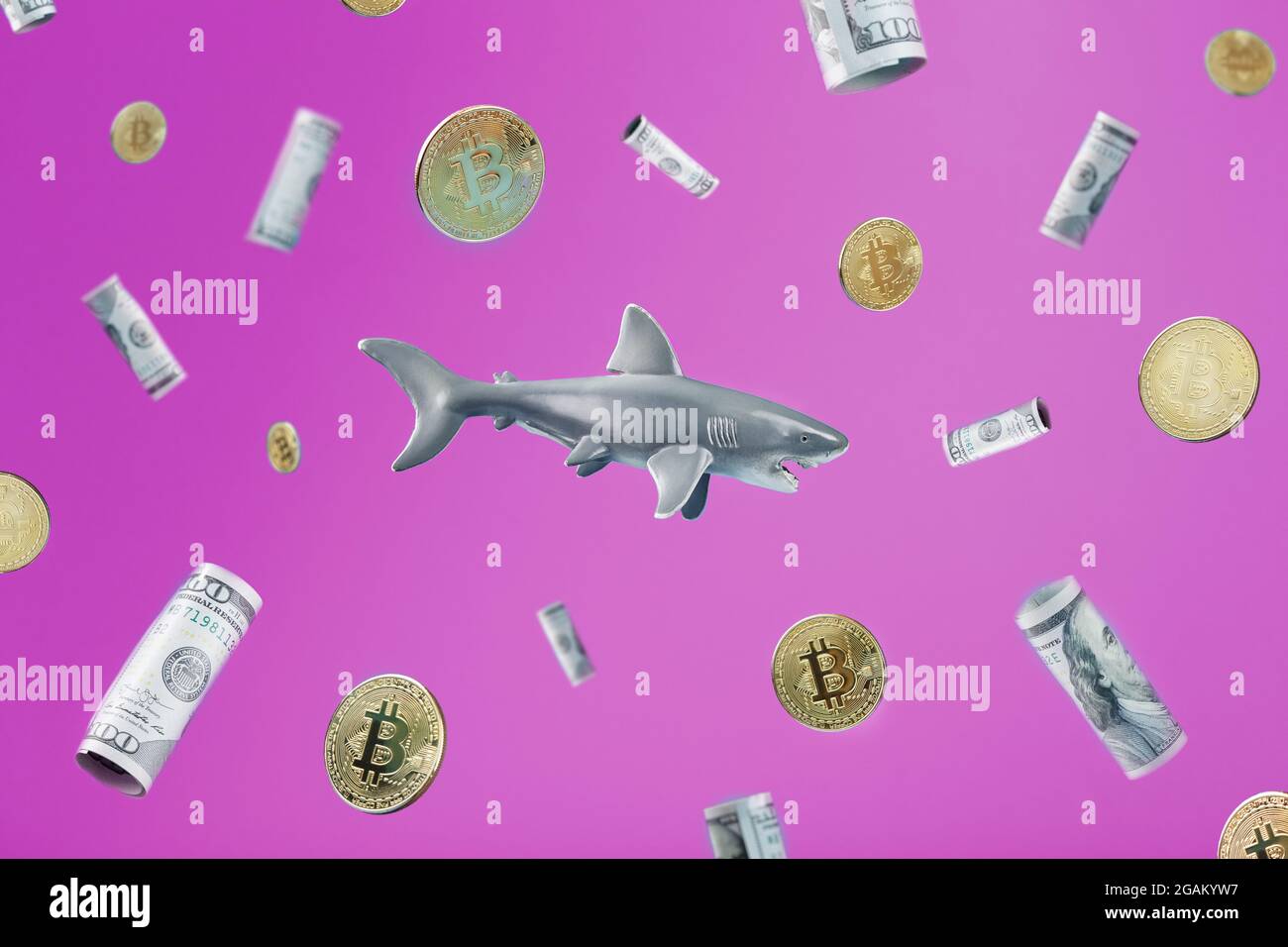 Squalo nel centro circondato da dollari e monete di bitone su uno sfondo rosa. Immagine metaforica concettuale degli squali pericolosi in Forex Business e io Foto Stock