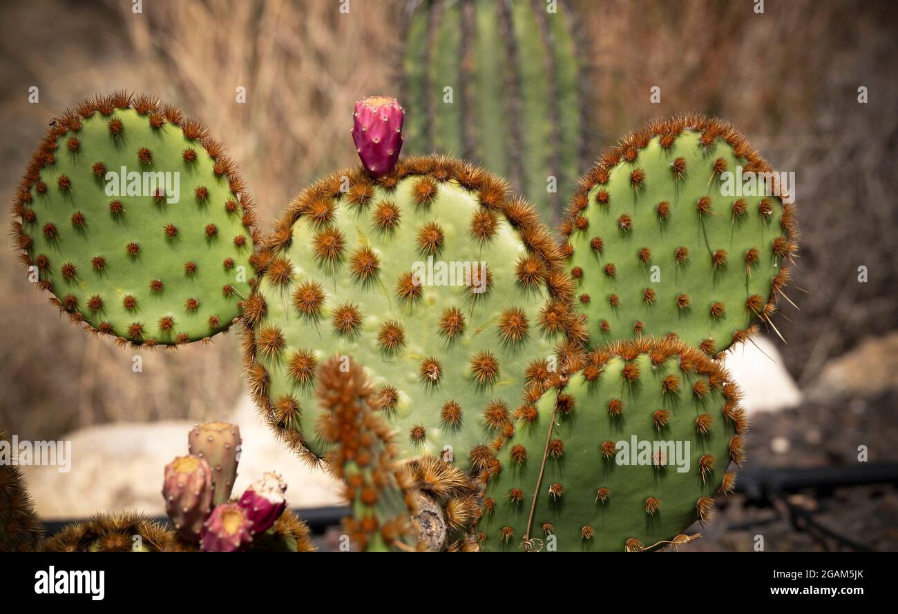 Primo piano di Par Cactus con un frutto rosa Foto Stock