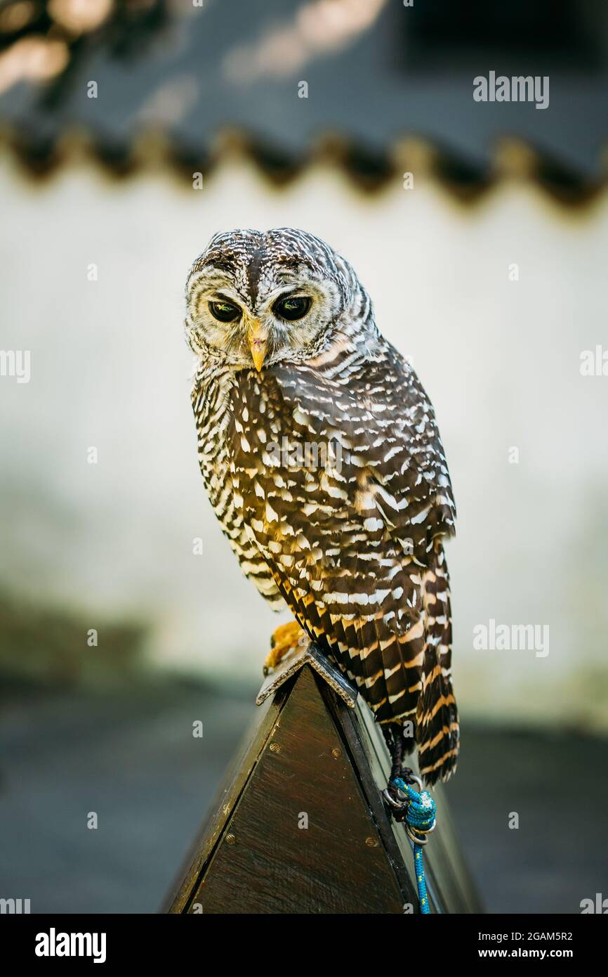 La gufo con zampe rufose è una gufo di medie dimensioni senza ciuffi auricolari Foto Stock