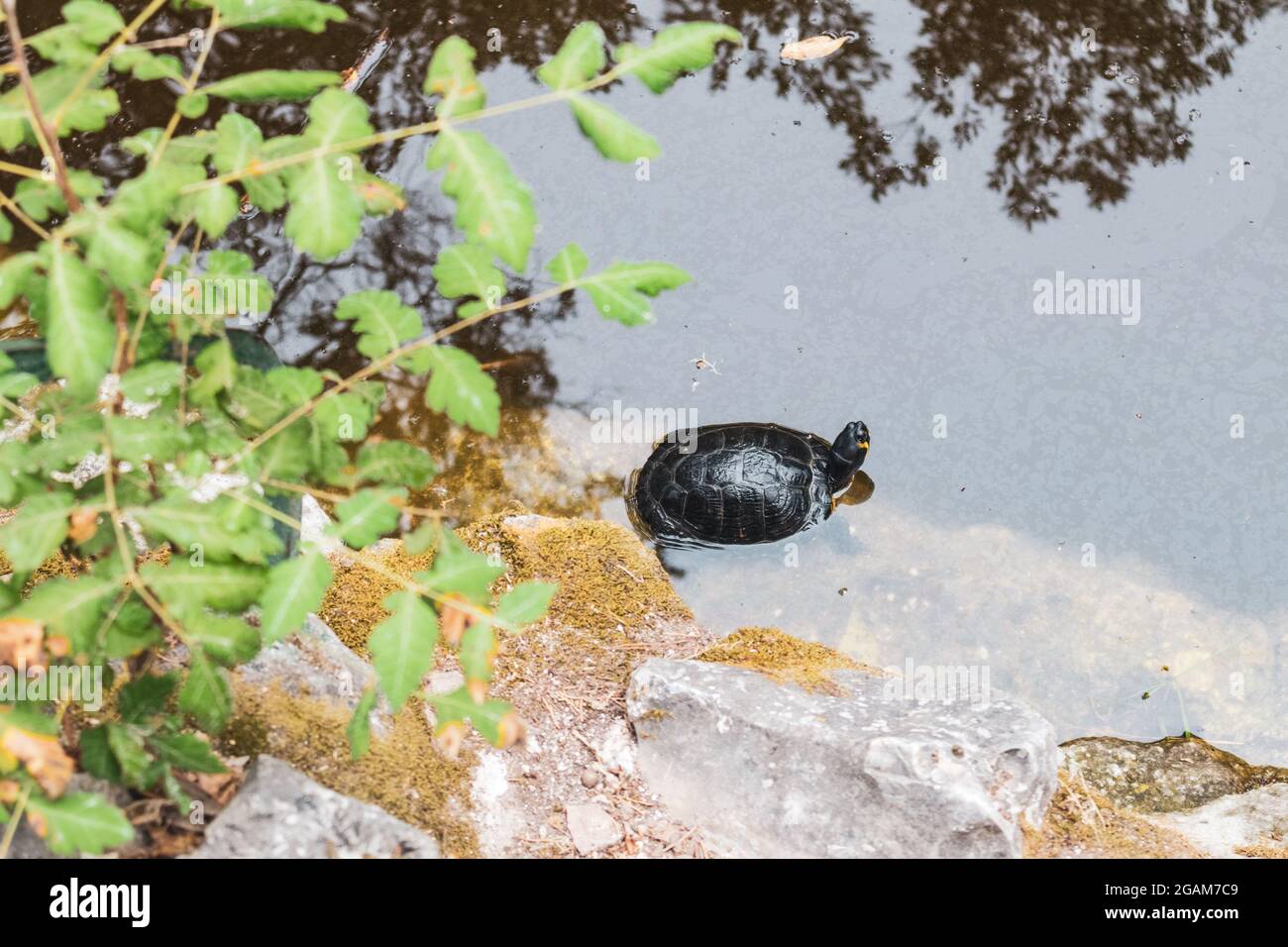 Tartarughe rossiccianti rosse che riposano sulla pietra nello stagno di Terrapin nel giardino nazionale di Atene, Grecia. Osservare la fauna selvatica tartaruga con il verde Foto Stock