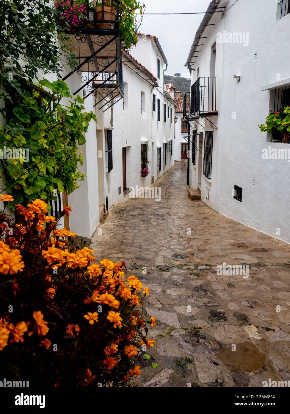 Tipica strada cittadina con fiori d'arancio di Grazalema, Andalusia, Spagna Foto Stock
