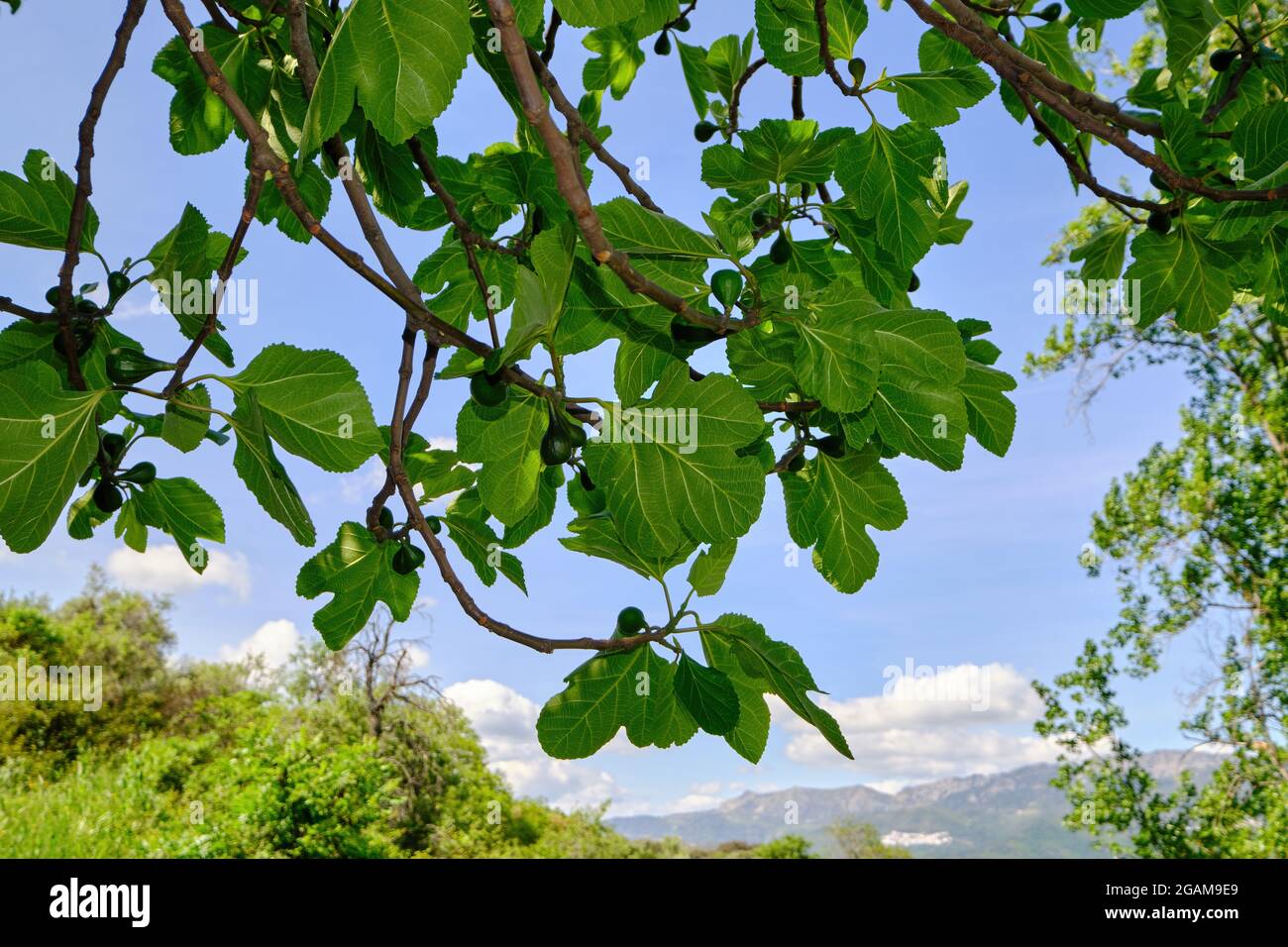 Rami di fico (Ficus carica) con foglie e frutti contro il cielo blu. Foto Stock