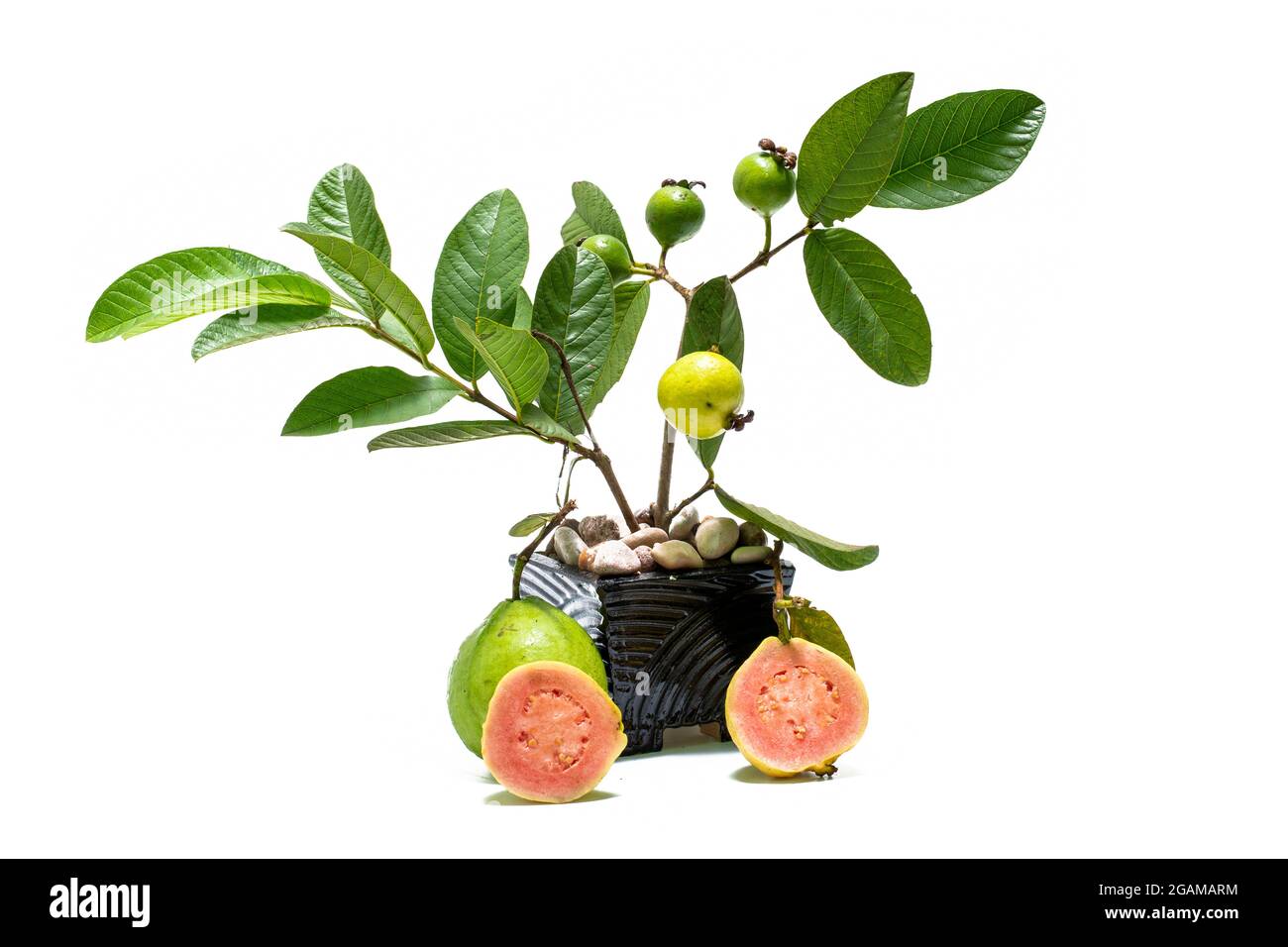 Guava pianta in vaso su sfondo bianco Foto Stock