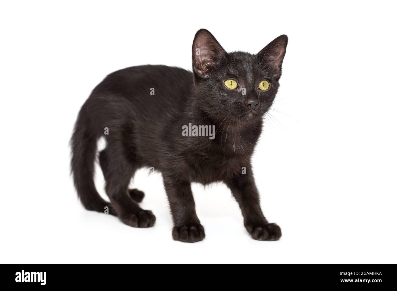 Piccolo gattino nero di 3 mesi, isolato su bianco. Foto Stock