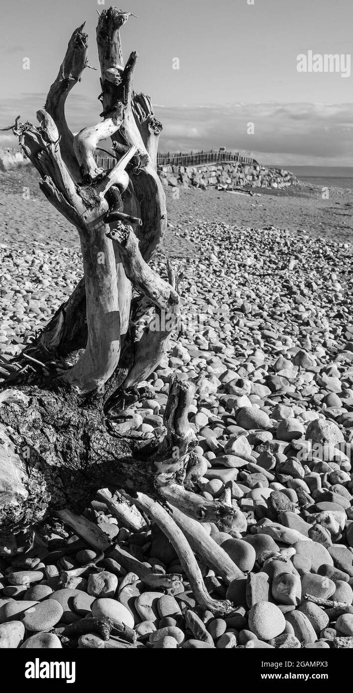 Albero di Driftwood sulla spiaggia di ghiaia di Porthcawl, Galles Foto Stock