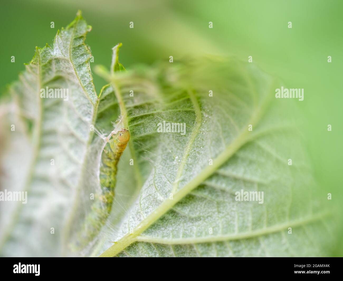 Bruco di falena Tortrix che emerge dal suo rifugio setoso sulla mia pianta di lamponi. Macro. Foto Stock