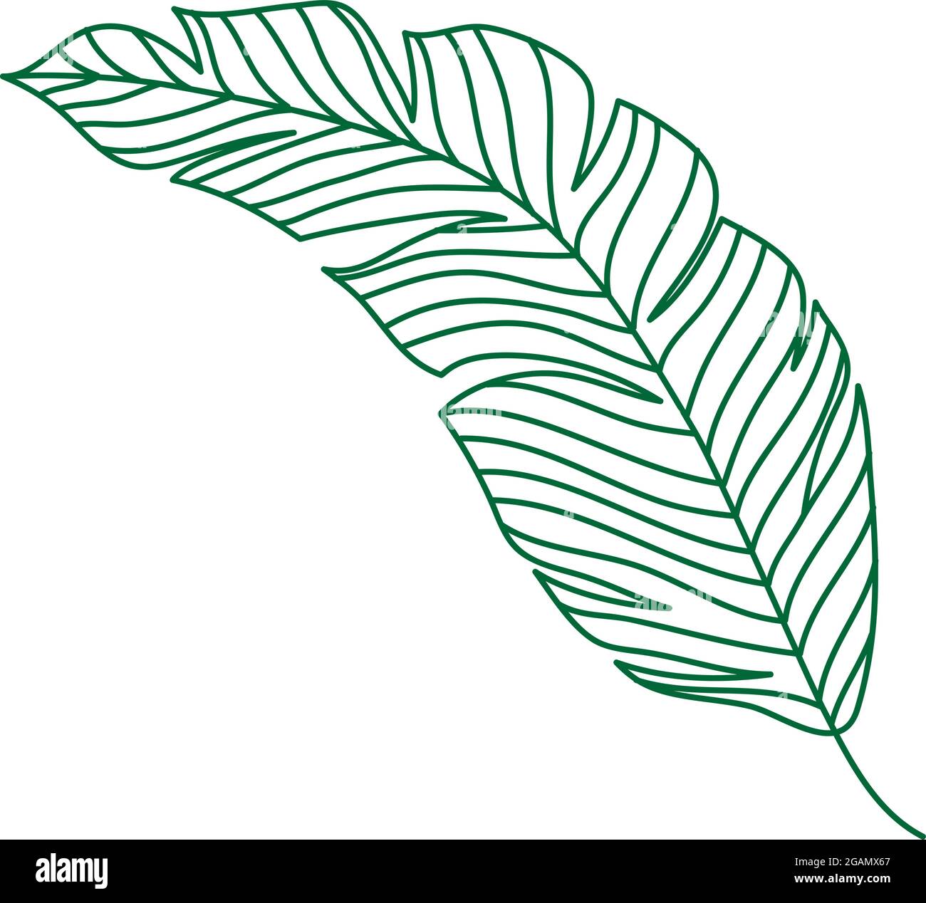 Vettore verde monolina disegnando pianta esotica di monstera di foglia tropicale. Concetto decorativo stampabile di houseplant per ornamento domestico del manifesto di decorazione della parete. Moderno Illustrazione Vettoriale