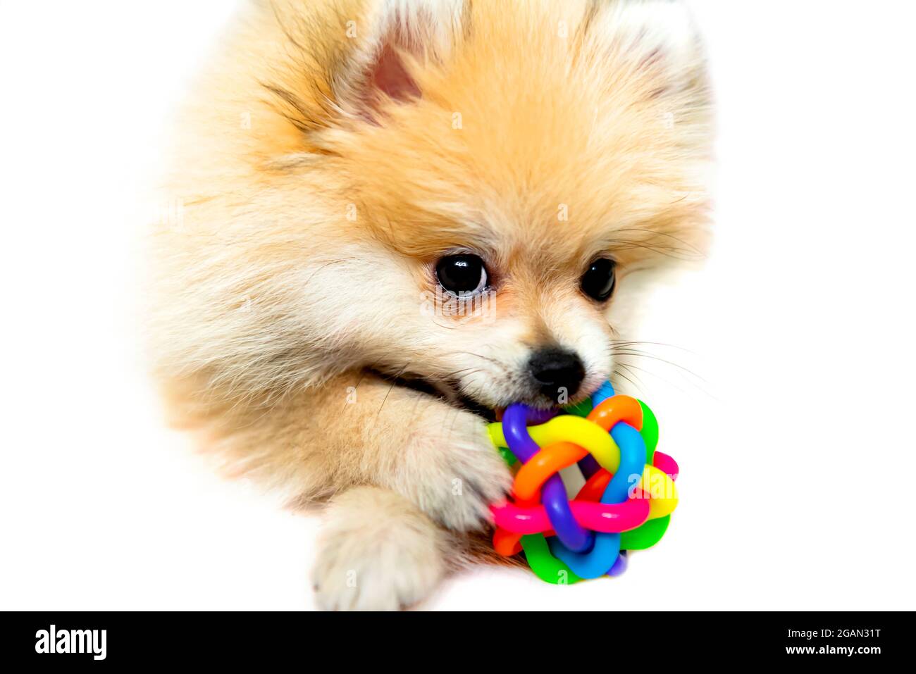 Pomeranian Spitz che gioca con la sua palla su uno sfondo bianco Foto Stock
