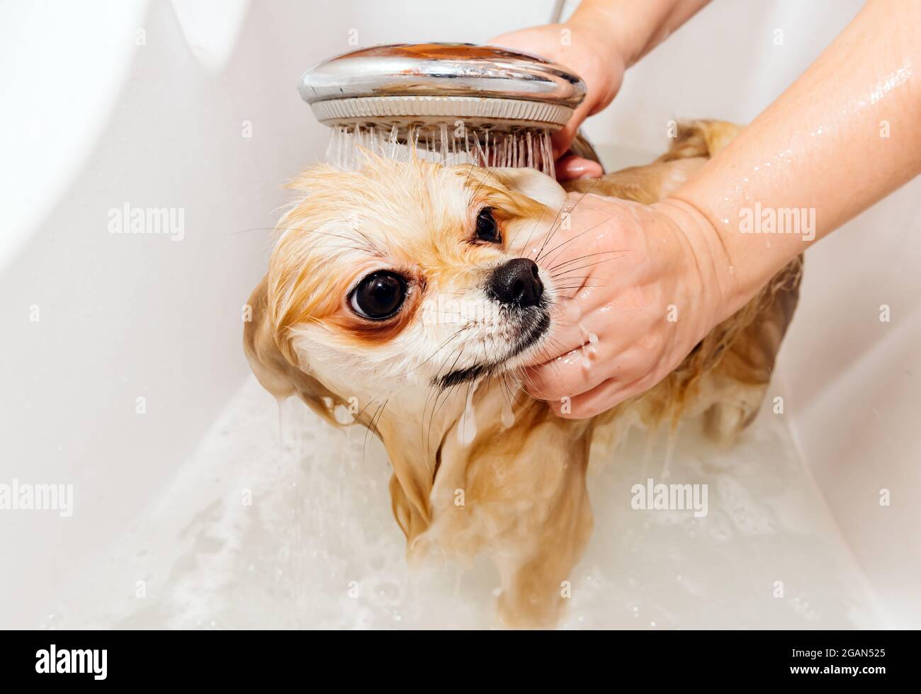 Pomeranian prende una doccia e lavi in su. Lo spitz si trova sotto la  pressione dell'acqua. Il cane è bagnato Foto stock - Alamy