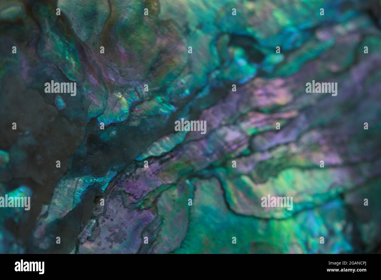 sfondo astratto in blu iridato, viola e verde creato da una macro foto ravvicinata di madre di guscio perla Foto Stock